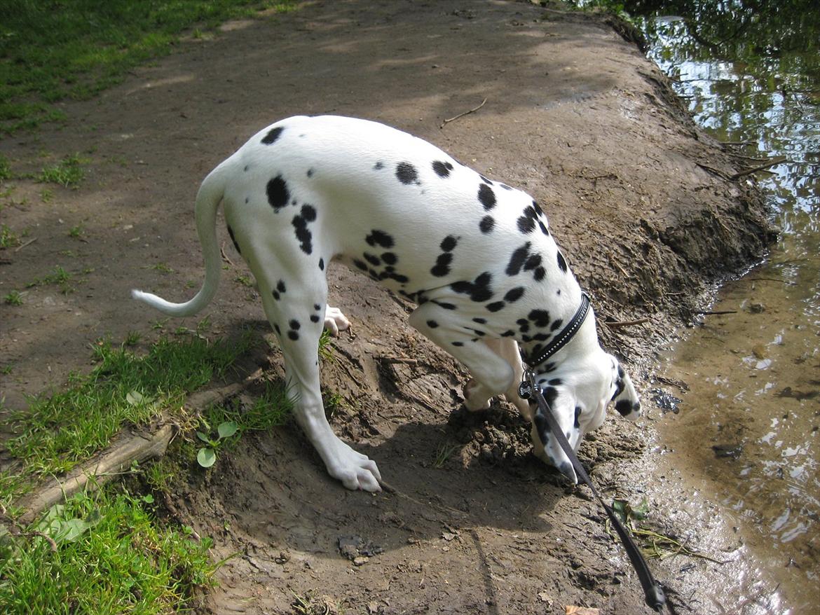 Dalmatiner Freya - Hmm hvad er det lige for noget? billede 16