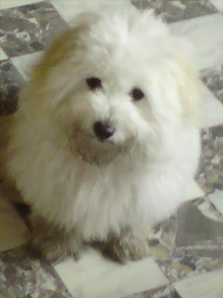 Coton de tulear Sonni billede 7