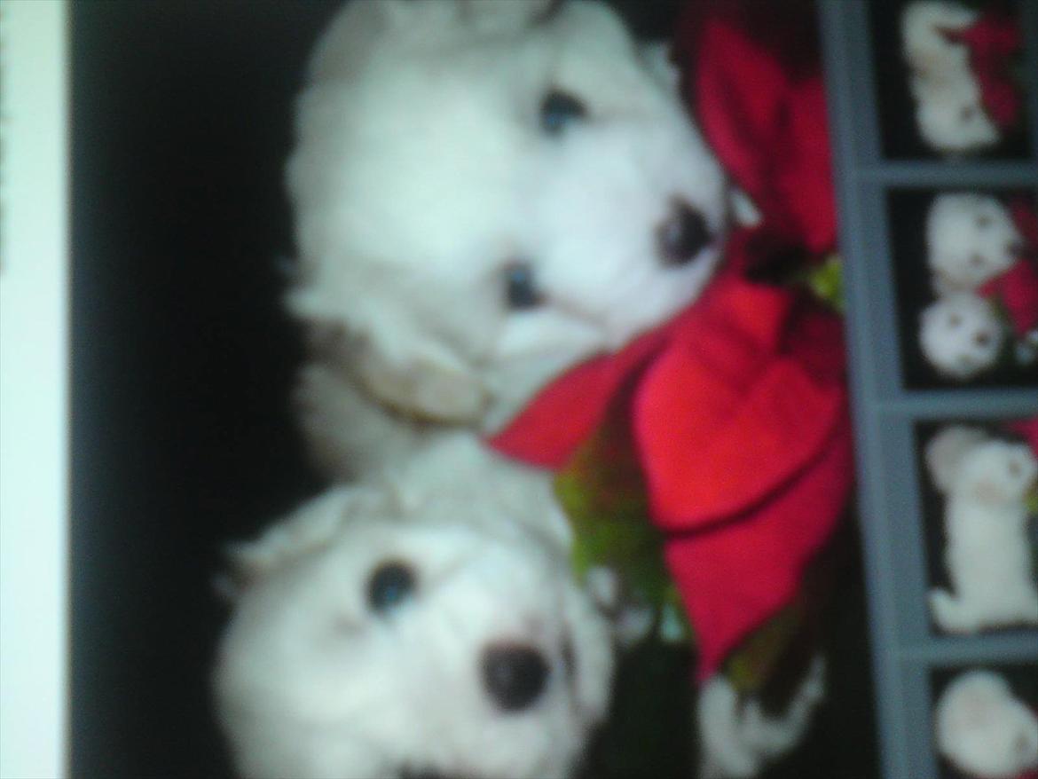 Coton de tulear Sonni - Mig Sonni og min Søster  billede 8