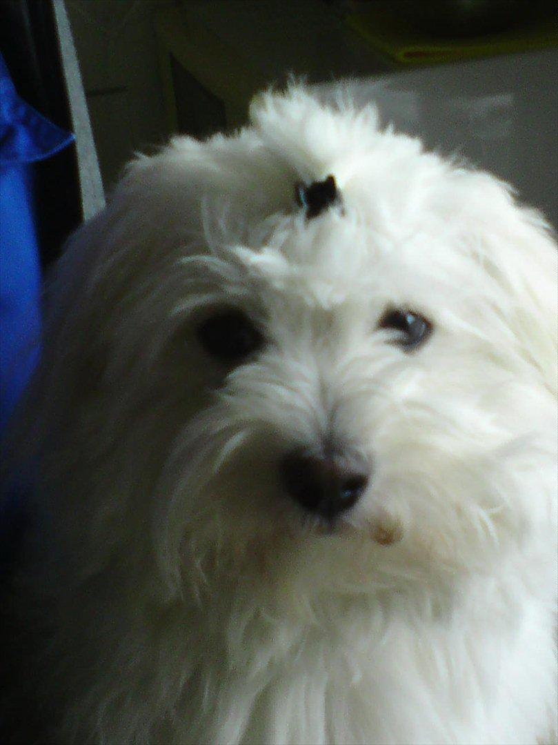 Coton de tulear Sonni - Mor har sat en spænde i mit hår
det bryder jeg mig ikke om  billede 9