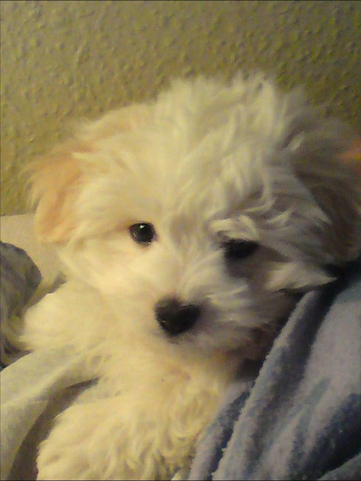 Coton de tulear Sonni billede 10