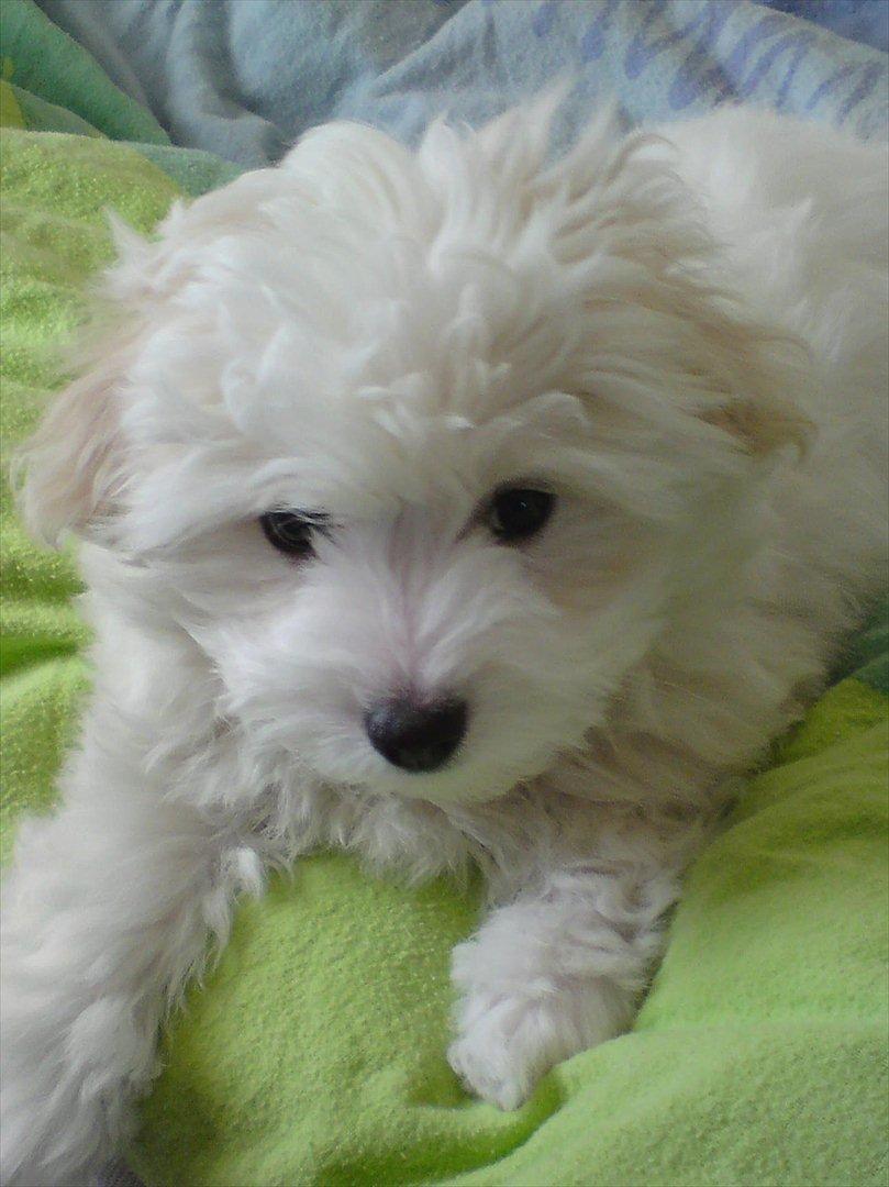 Coton de tulear Sonni billede 11