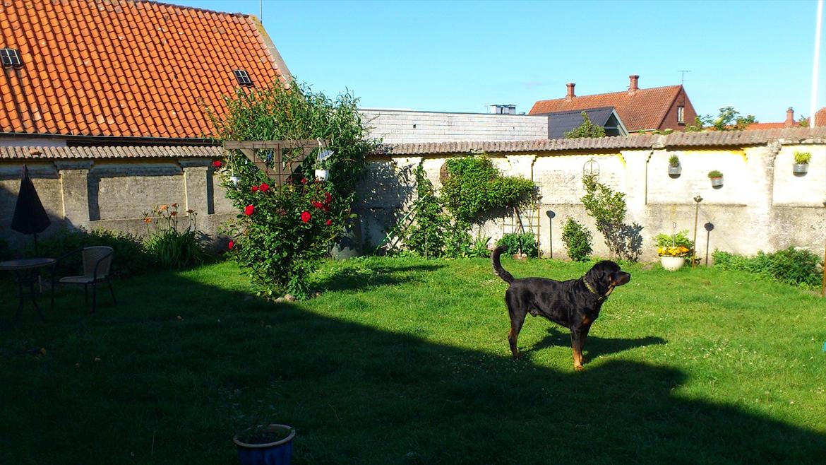 Rottweiler BOSCO billede 19