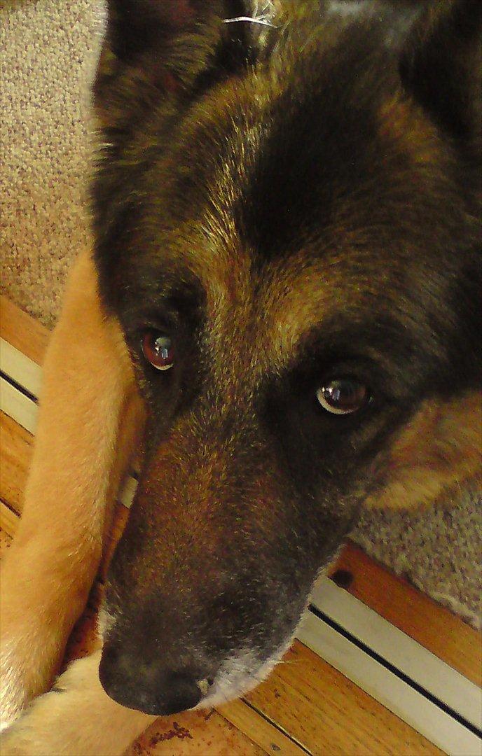 Coton de tulear Sonni - vores dejlige gamle hund
        ( Bamse ) billede 12