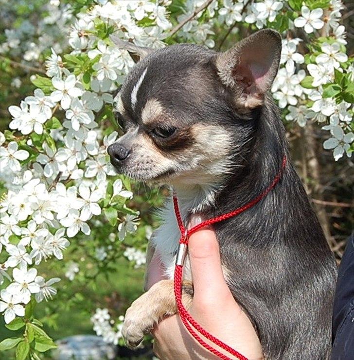 Chihuahua Over The Rainbow Of Varius Canis ** Rambo ** billede 8