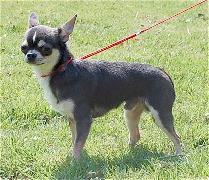 Chihuahua Over The Rainbow Of Varius Canis ** Rambo ** billede 7