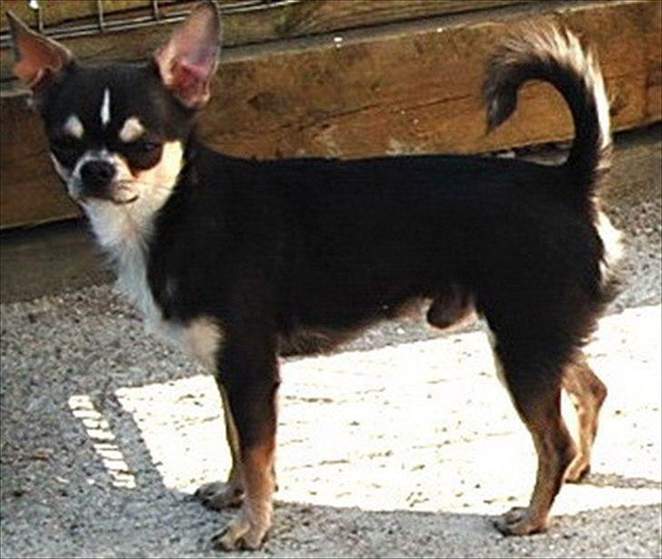 Chihuahua Over The Rainbow Of Varius Canis ** Rambo ** billede 11