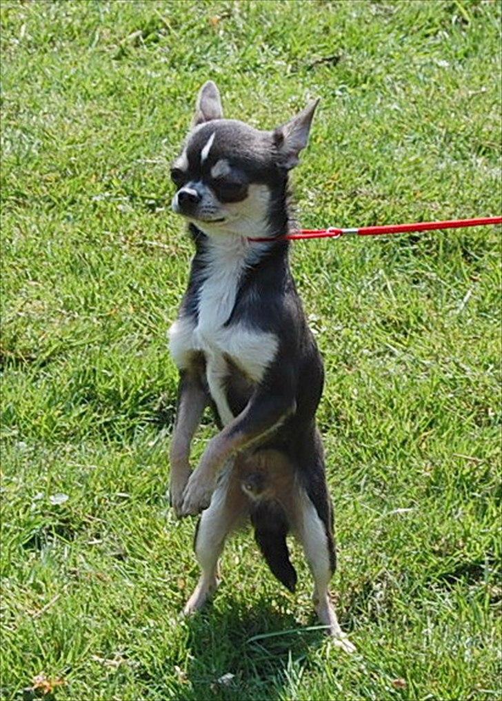 Chihuahua Over The Rainbow Of Varius Canis ** Rambo ** billede 9