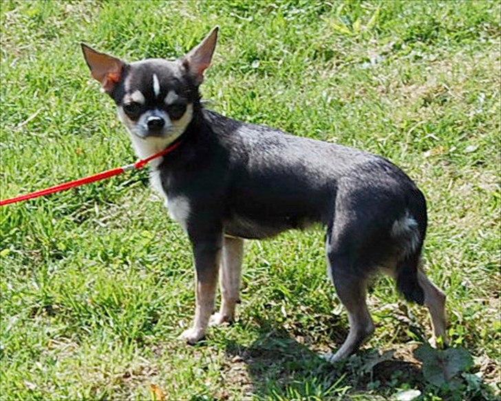 Chihuahua Over The Rainbow Of Varius Canis ** Rambo ** billede 10