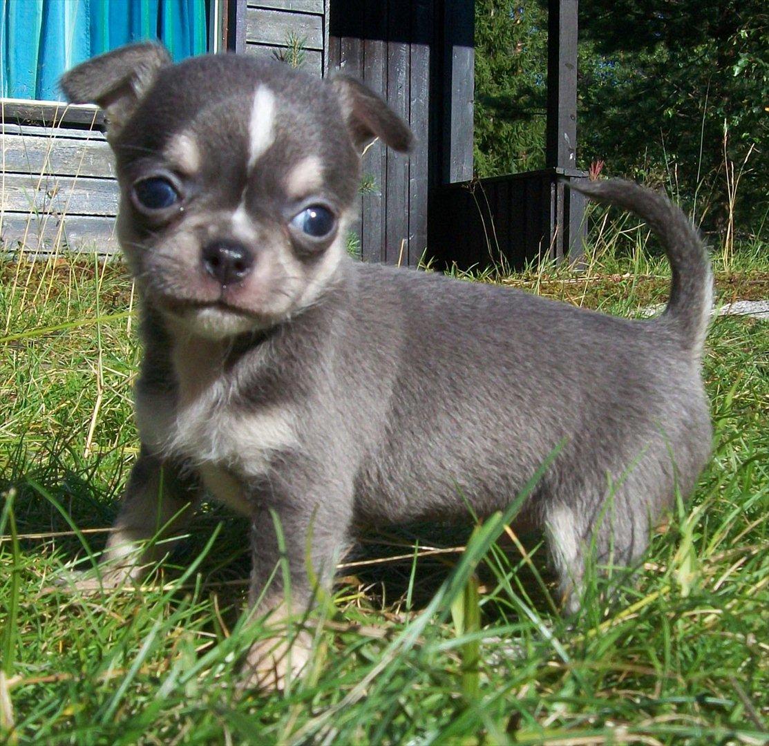 Chihuahua Over The Rainbow Of Varius Canis ** Rambo ** - Rambo som hvalp. billede 1