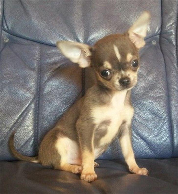 Chihuahua Over The Rainbow Of Varius Canis ** Rambo ** - Rambo som hvalp. billede 3