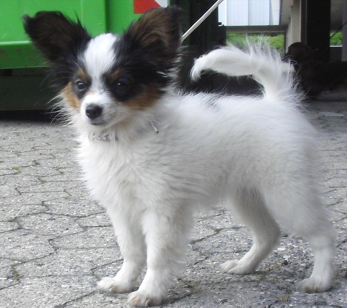 Papillon Koffee billede 8