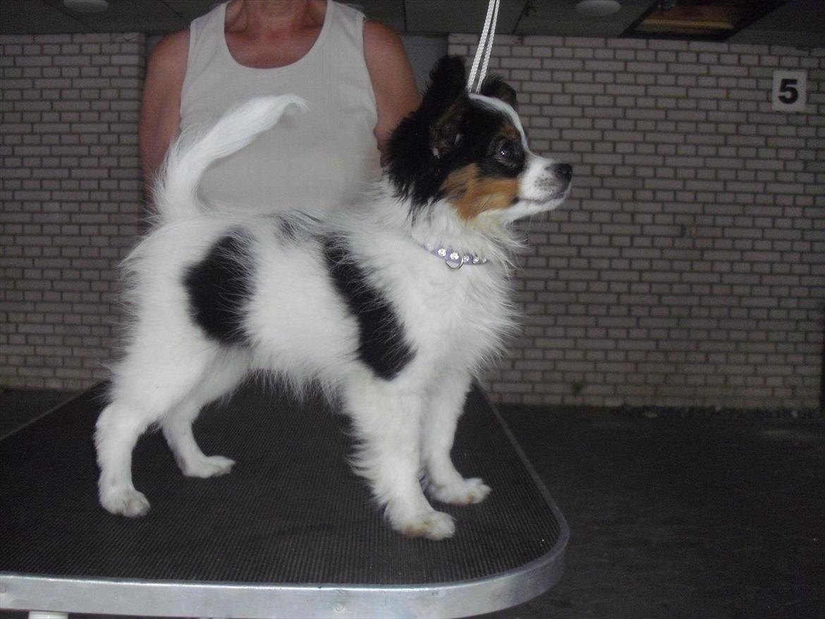 Papillon Koffee - 3 Måneder billede 7