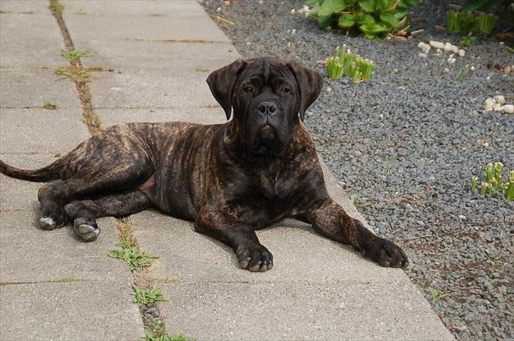 Bullmastiff Q billede 1