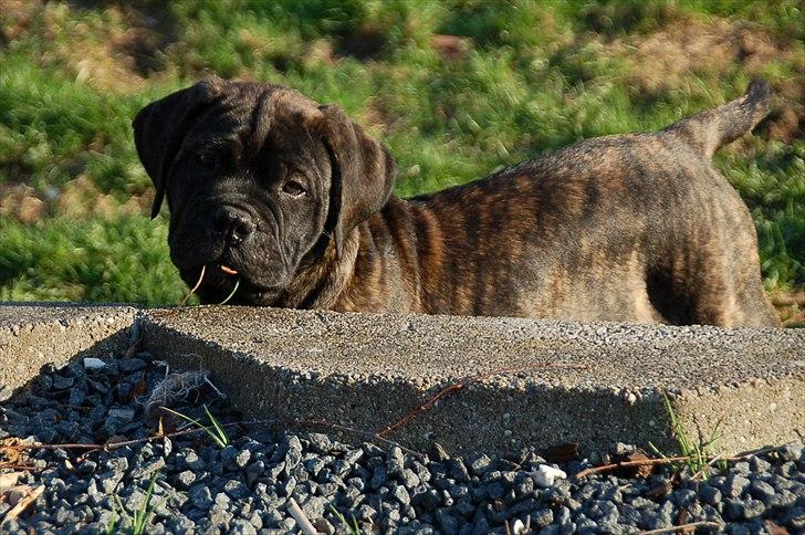 Bullmastiff Q billede 2