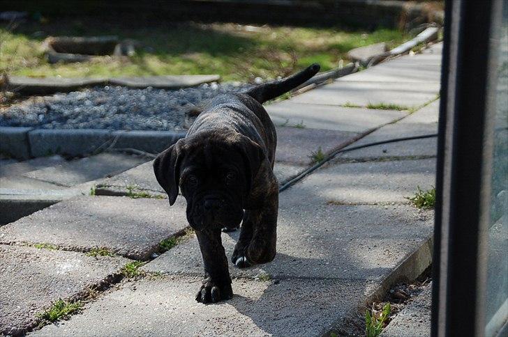 Bullmastiff Q billede 3
