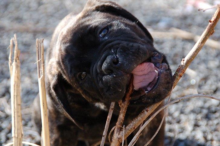 Bullmastiff Q billede 4