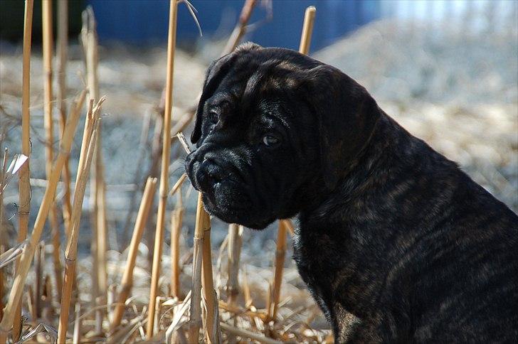 Bullmastiff Q billede 5