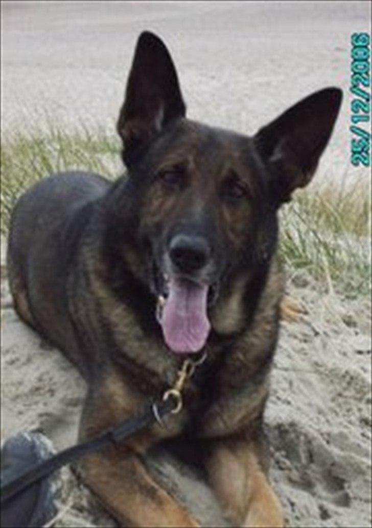 Schæferhund Kenzo billede 1