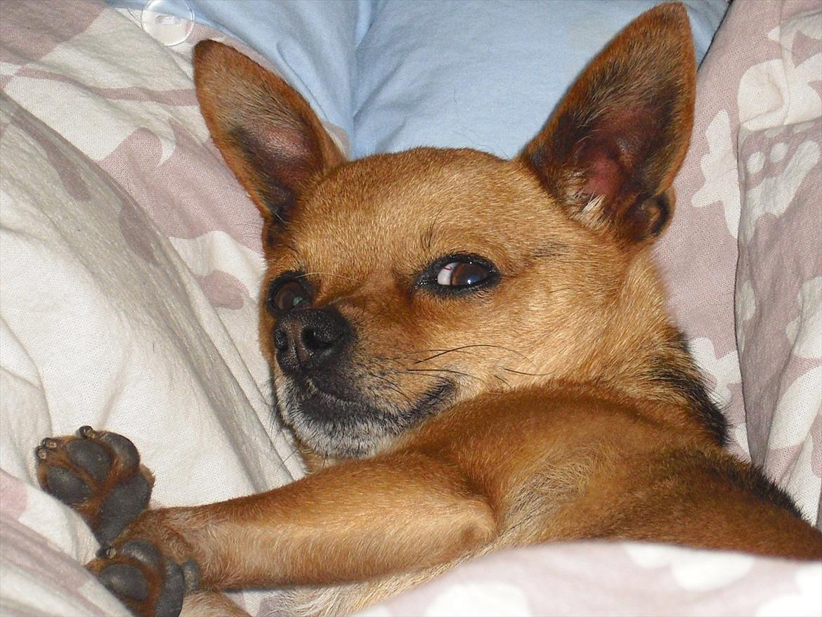 Chihuahua Cato - dejligt at putte :) billede 16