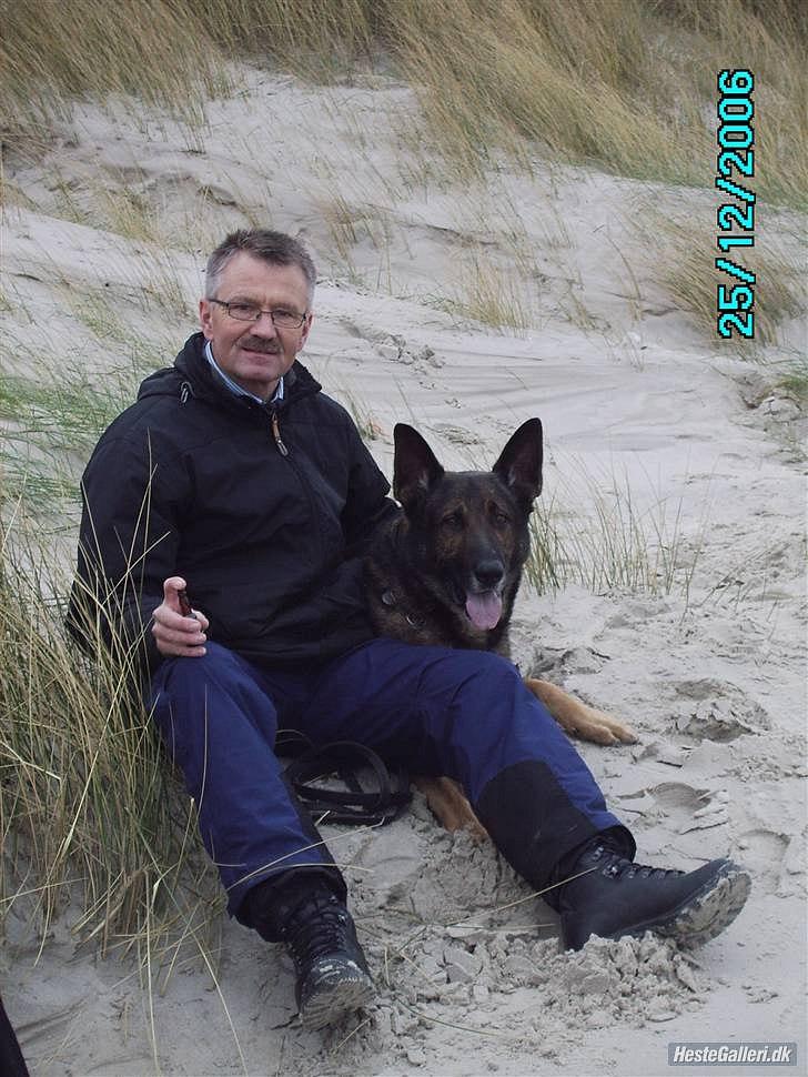 Schæferhund Kenzo billede 2