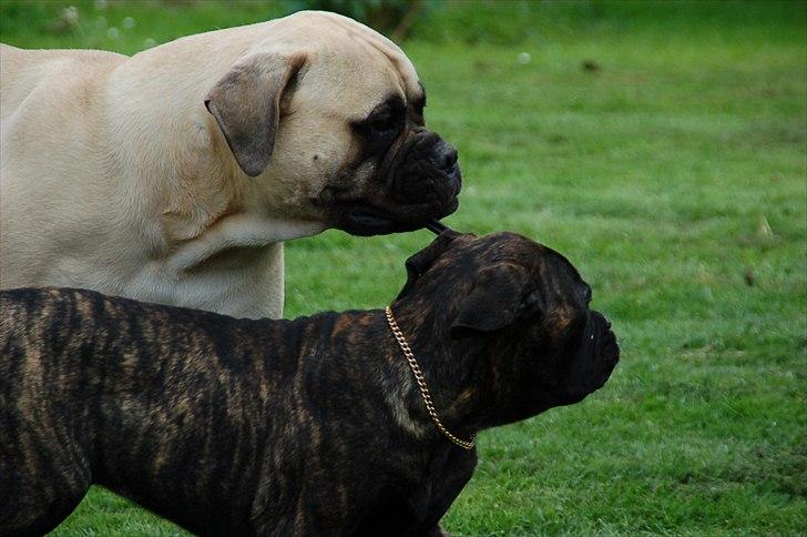 Bullmastiff Q billede 6