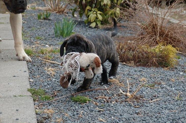 Bullmastiff Q billede 7