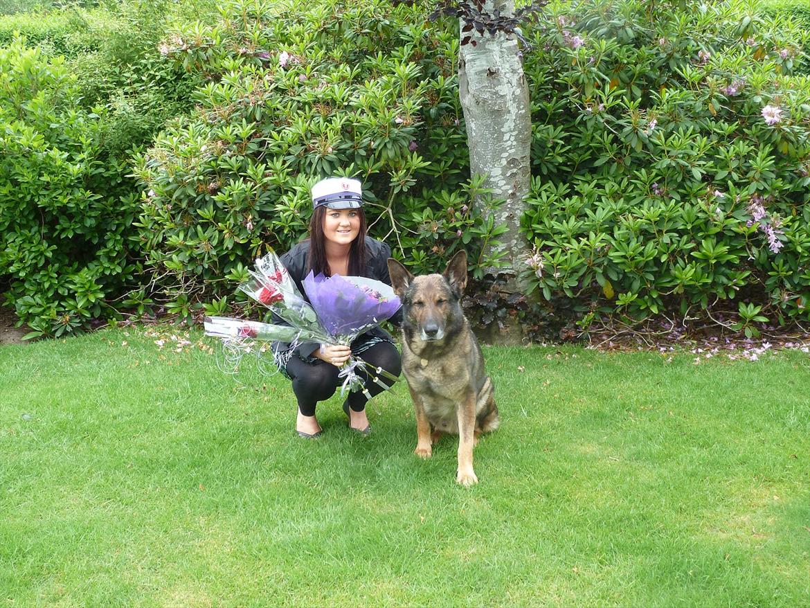 Schæferhund Kenzo billede 3