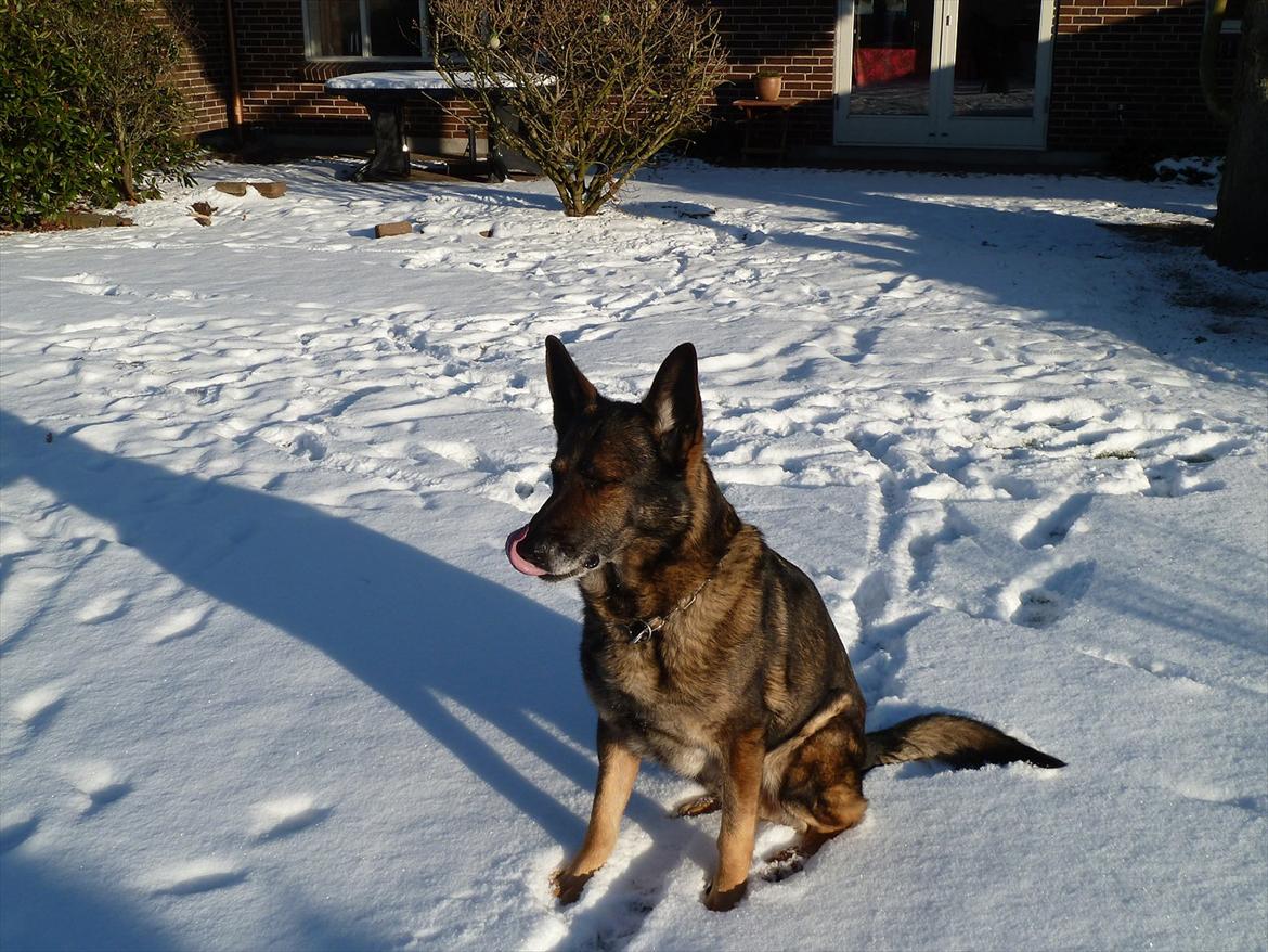 Schæferhund Kenzo billede 4
