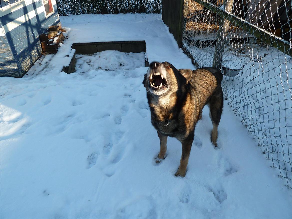 Schæferhund Kenzo billede 5