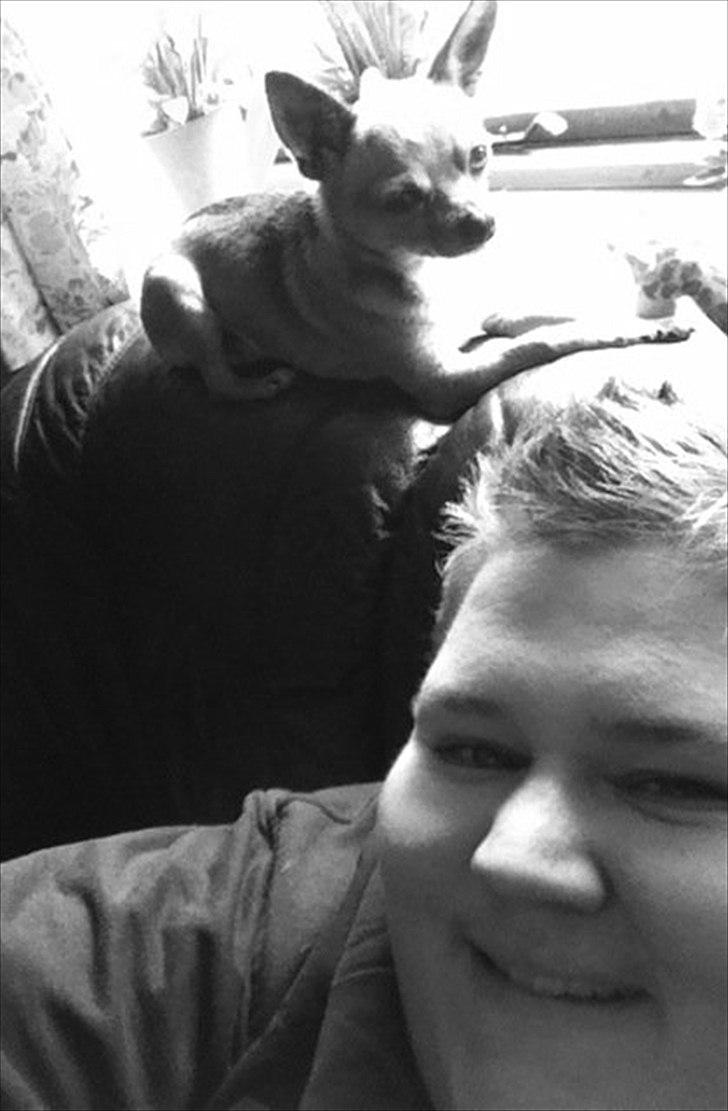 Chihuahua Cato - hygge billede 17