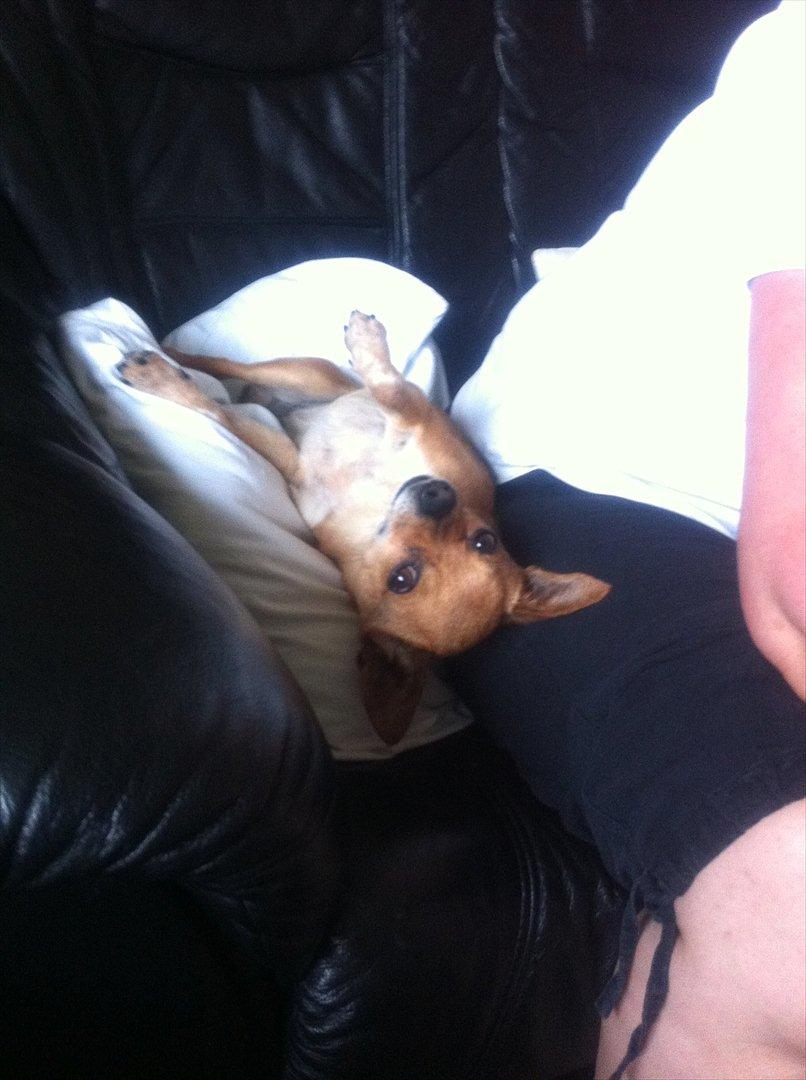 Chihuahua Cato - altid godt at se verden fra en anden vinkel :) billede 18