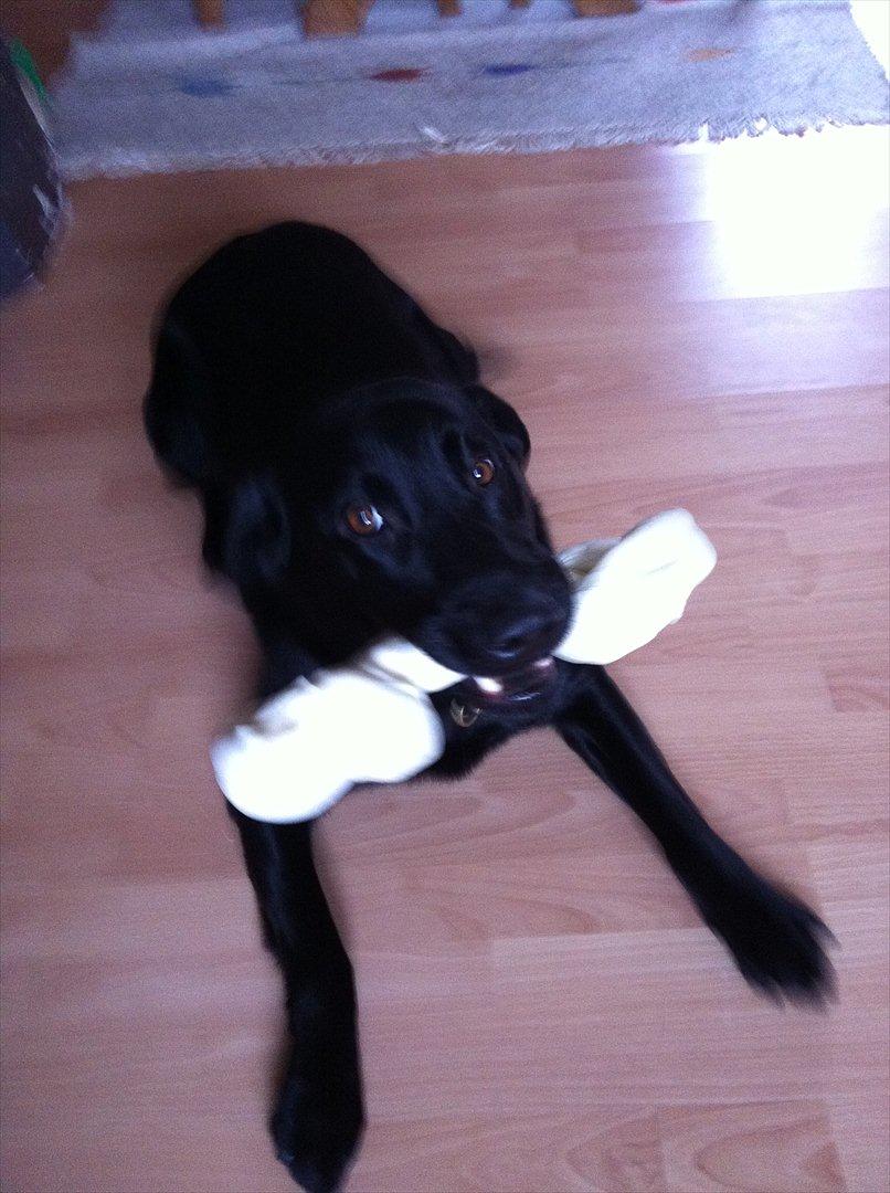 Labrador retriever Thor - godt med en "lille" godbid billede 15