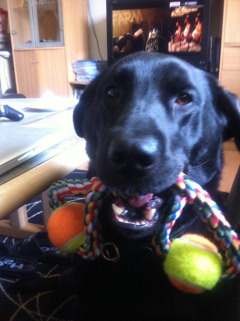 Labrador retriever Thor - uhhh nyt legetøj, det er bare noget der dur :) billede 16