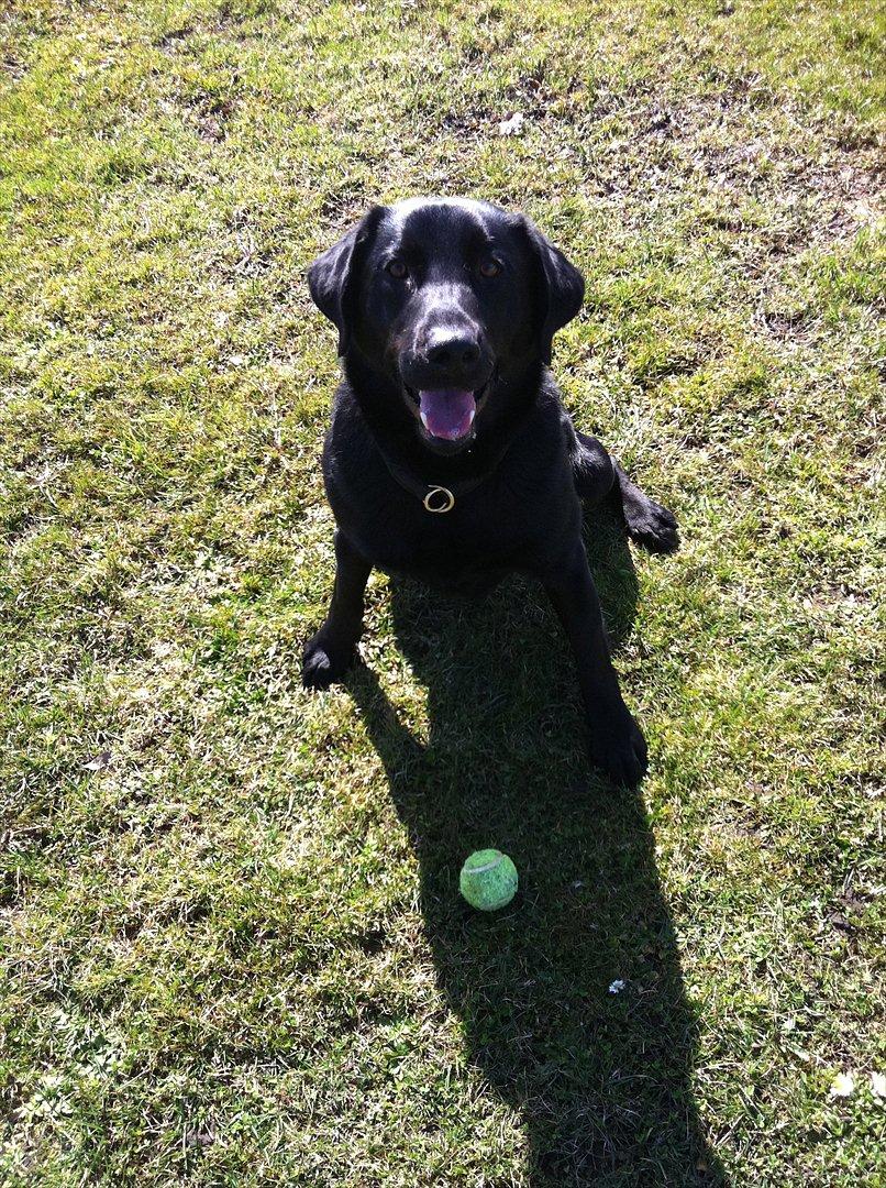 Labrador retriever Thor - klar til at få kastet bolden.....igen! :) billede 17