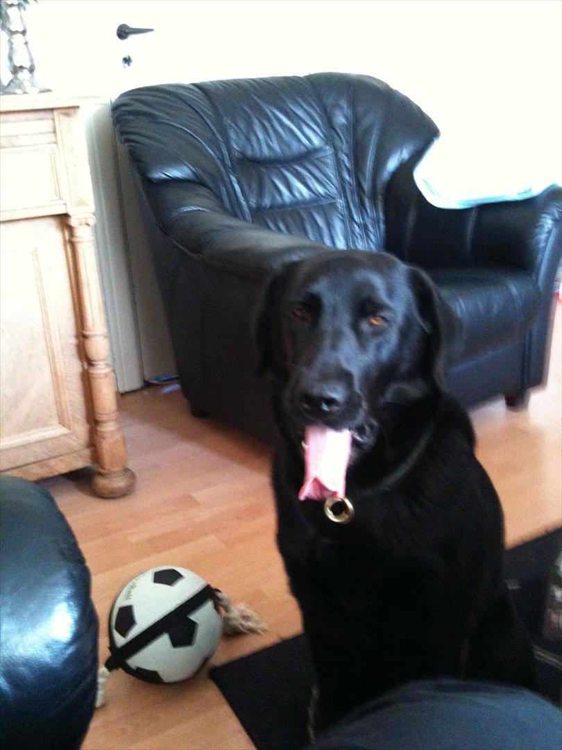 Labrador retriever Thor - en anelse småtræt måske billede 18