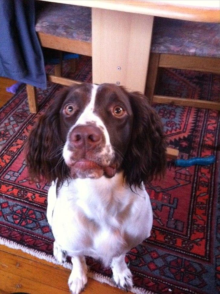 Engelsk springer spaniel Bonnie billede 16