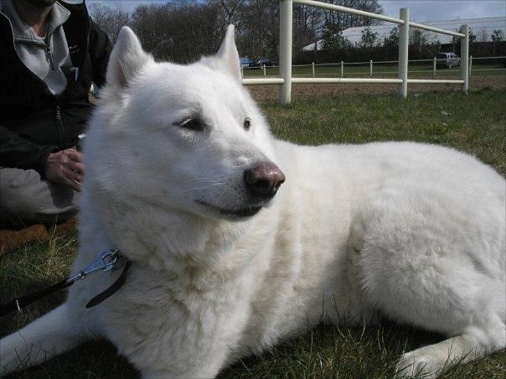 Blanding af racer Buster - Velkommen til Buster's profil :D.
Sted: Stævne med Ponyen:D  billede 1