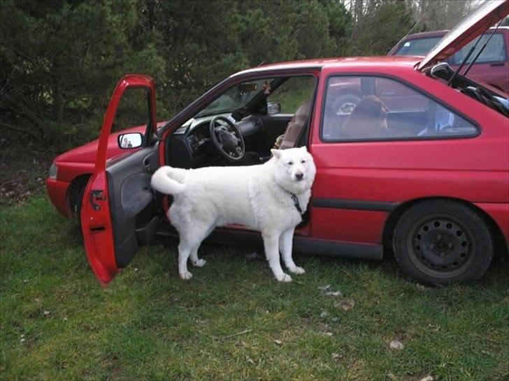 Blanding af racer Buster billede 3