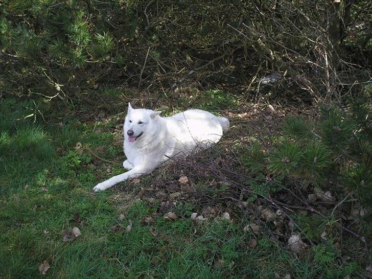 Blanding af racer Buster billede 4