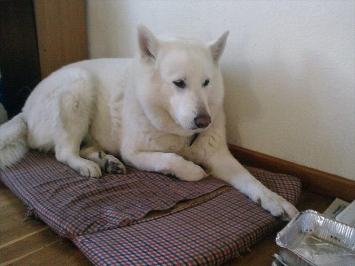 Blanding af racer Buster billede 5