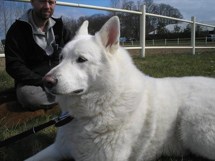 Blanding af racer Buster billede 6