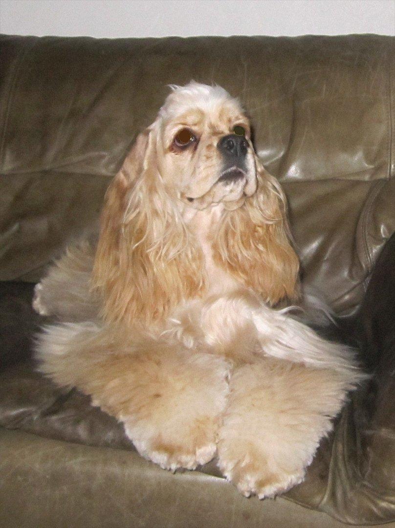 Amerikansk cocker spaniel Sunny billede 1