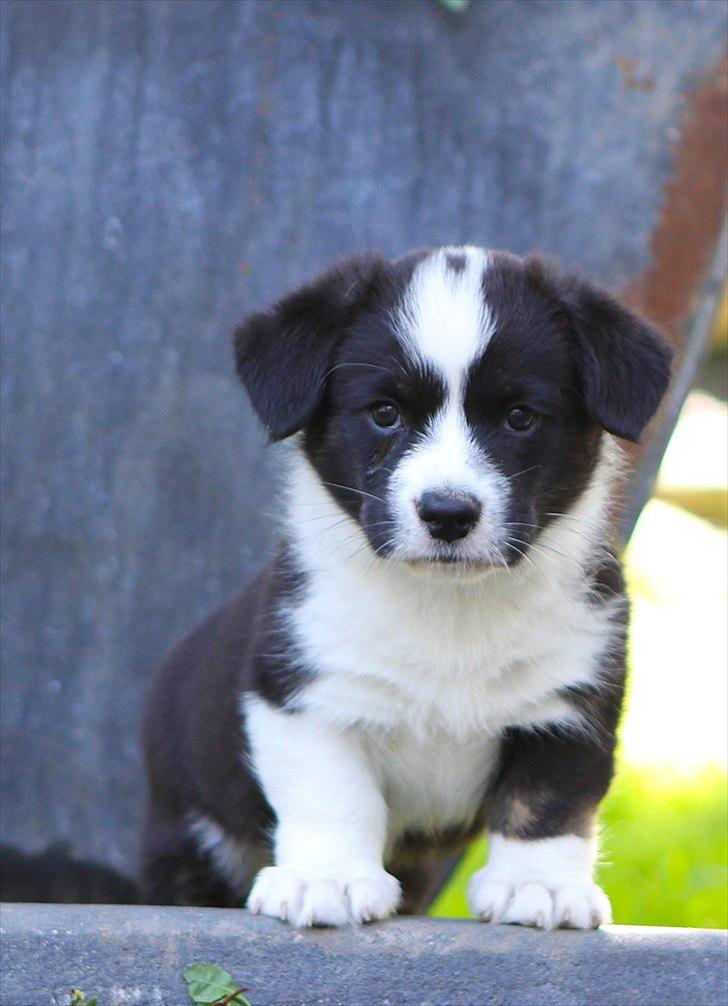 Welsh corgi cardigan Wally - Vally 8 uger gammel billede 1