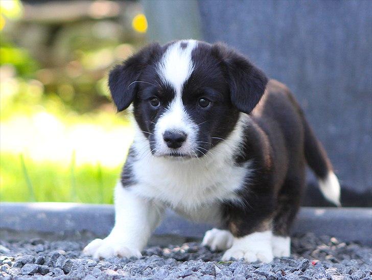 Welsh corgi cardigan Wally billede 2
