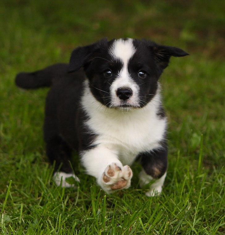 Welsh corgi cardigan Wally - nu kommer jeg moar billede 3