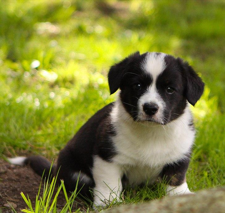 Welsh corgi cardigan Wally billede 4