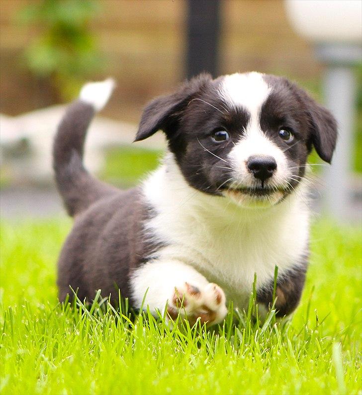 Welsh corgi cardigan Wally billede 5