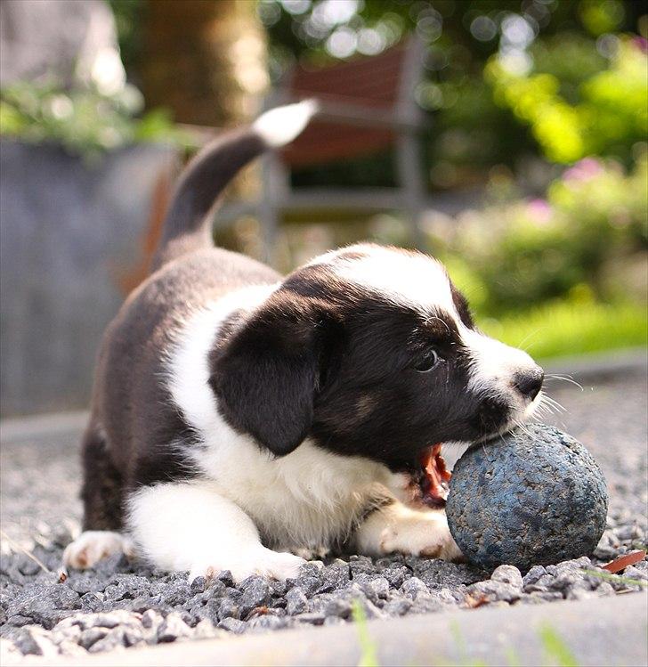 Welsh corgi cardigan Wally - gnask gnask billede 6