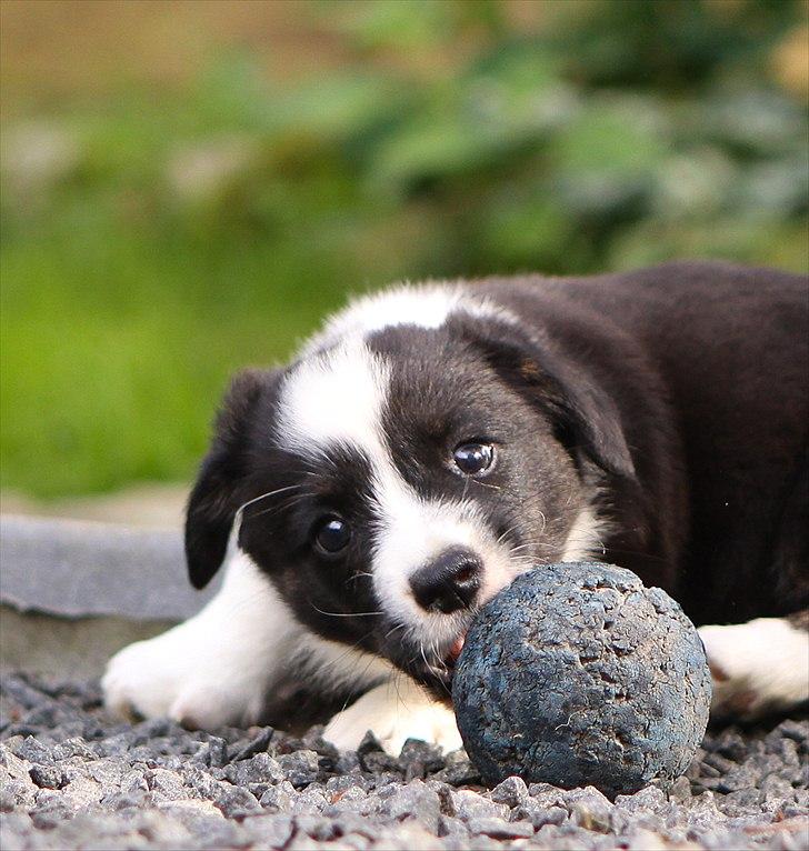 Welsh corgi cardigan Wally - uhmm dejlig bold billede 7